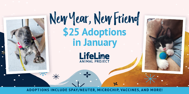 25 dollar adoptions in January 2025