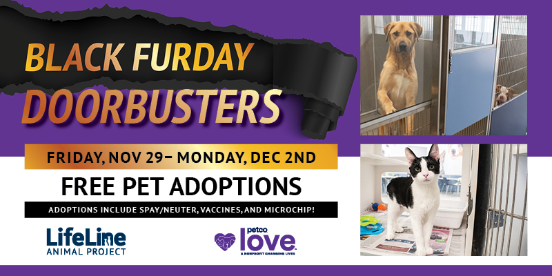 free pet adoptions during Black Friday hoilday