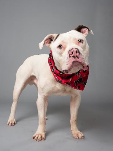 Headshot of Blue for the July 2025 Pet of the Week