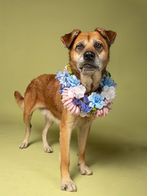 Headshot of Lionheart for the August 2025 Pet of the Week