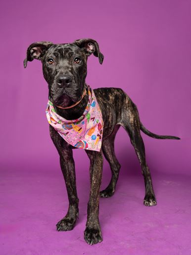 Headshot of Louise Belcher for the June 2025 Pet of the Week
