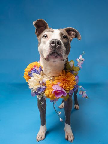 Headshot of Orina for the August 2025 Pet of the Week