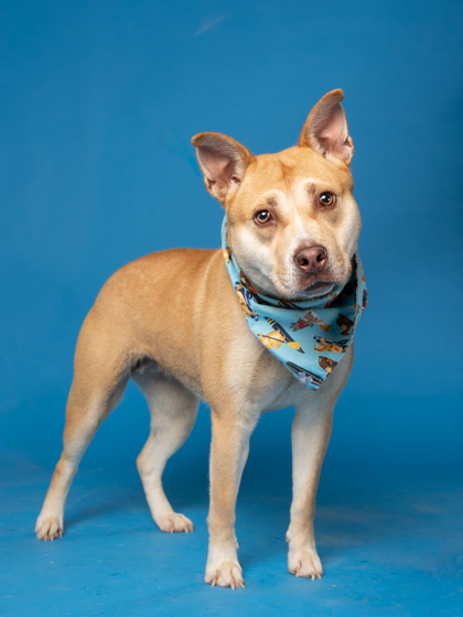 Headshot of Peggy for the June 2025 Pet of the Week