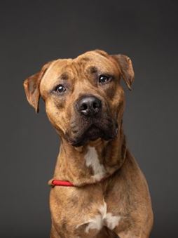 Headshot of Plankton for the August 2025 Pet of the Week