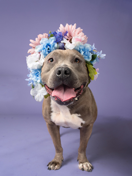 Professional headshot featuring a happy dog named Starlight 