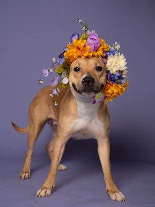 Headshot of Zodiac for the June 2025 Pet of the Week