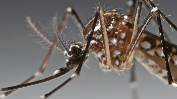 closeup mosquito