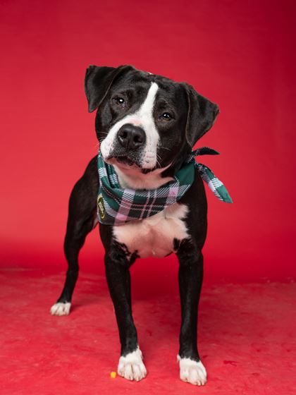 Picture of Michelangelo the dog 