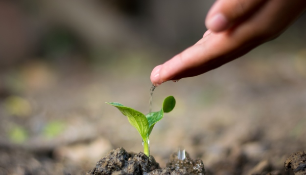 Hand with a drop of water above a plant