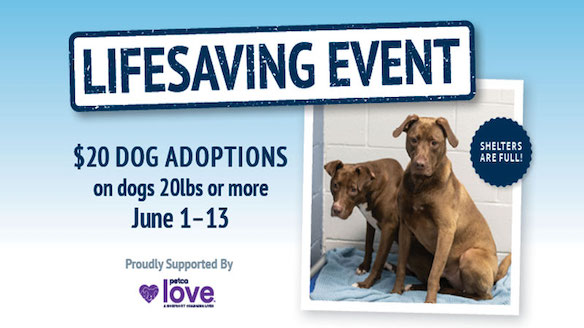 morris animal refuge adoption fee