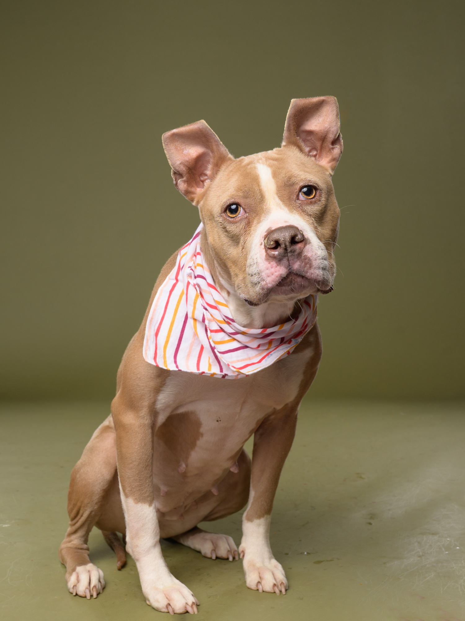 Photo of Ester the dog sitting down with a colorful scarf around her neck. 