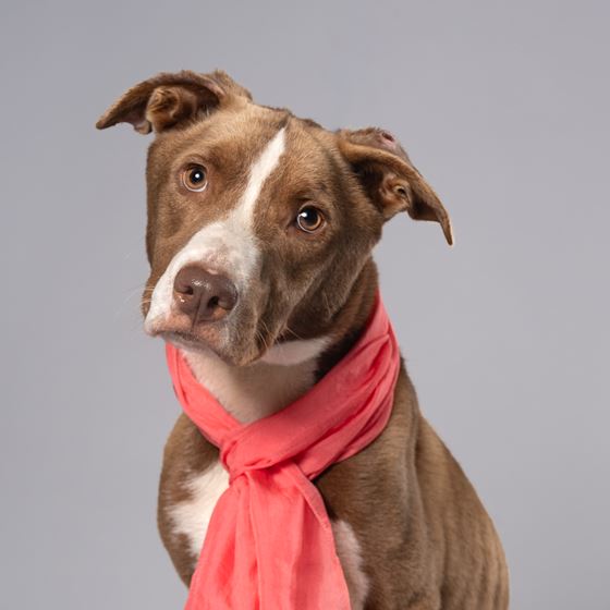 Laurel the red dog sitting with a pink scarf around her neck