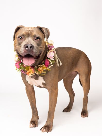 Peppa the brown dog standing up with flowers around her neck