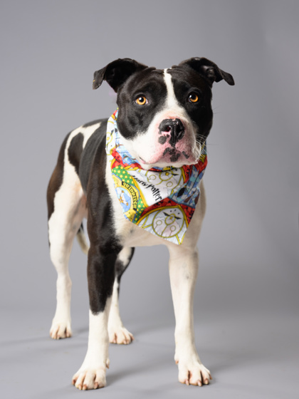 Photo of Remus Lupin the dog posing with a colorful scarf around his neck