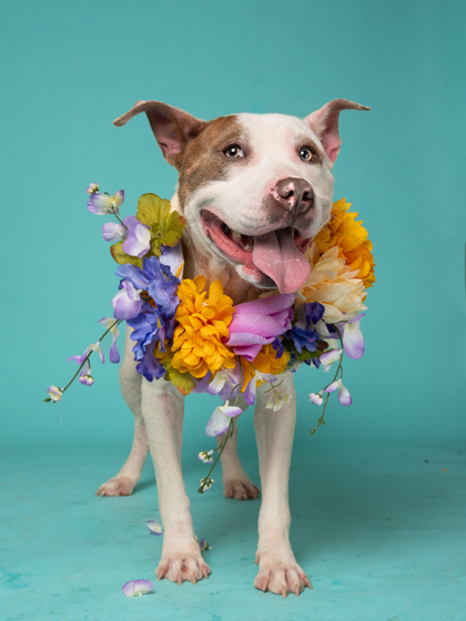 Shea the white and tan dog is standing with flowers around her neck
