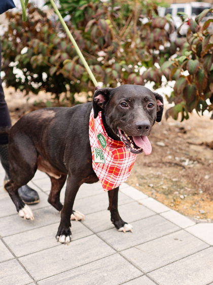 Picture of Cooper dog standing in a park with a colorful scarf on and his tongue out 