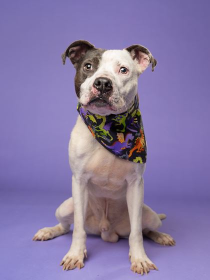 Picture of Trevor the Dog