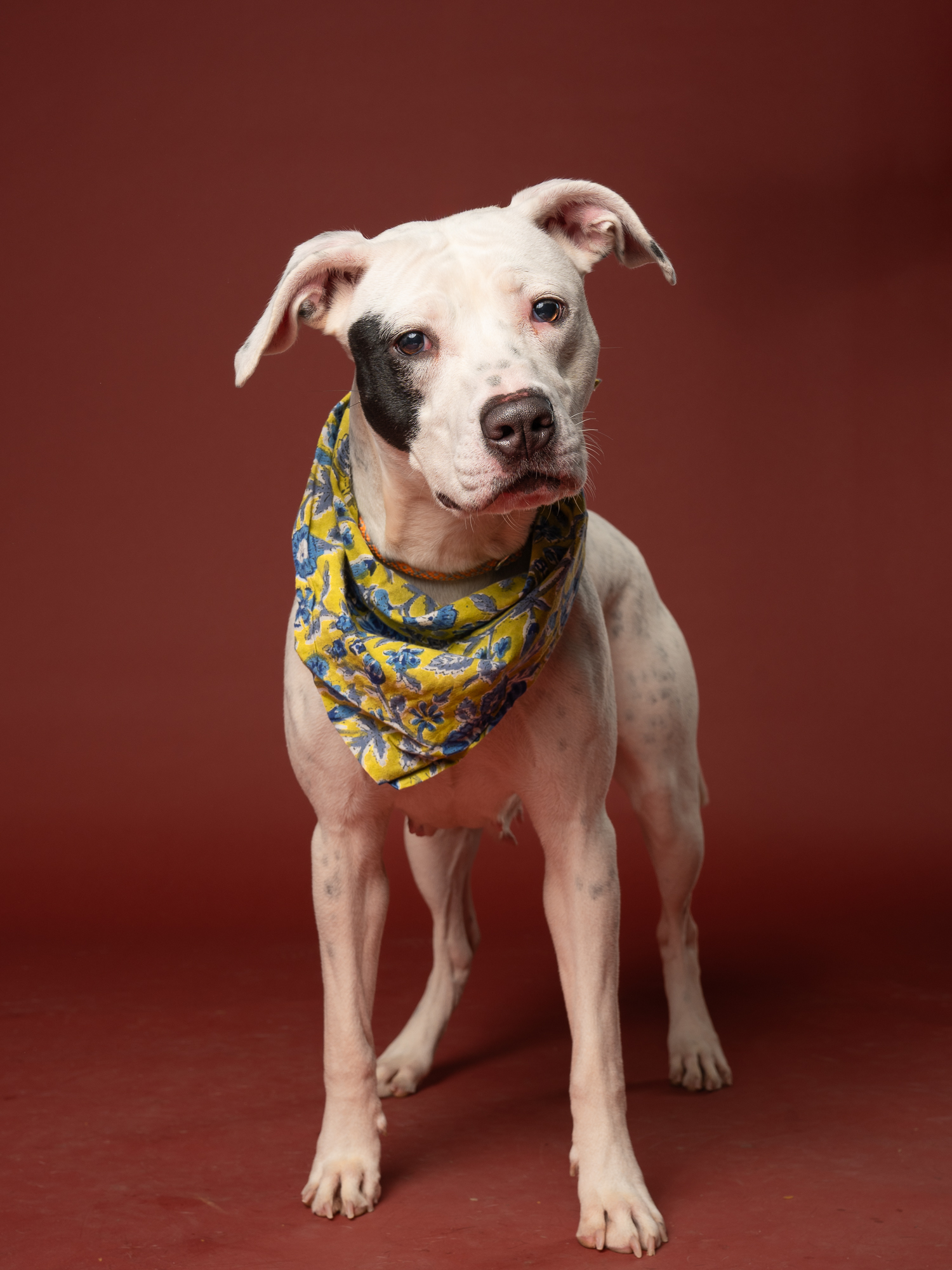 Picture of Winter the Dog 